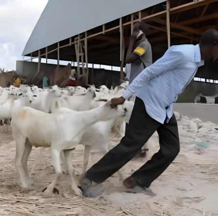 أسعار الأضاحي في الصومال