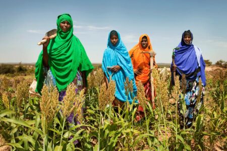 تعزيز الرقابة على القطاع الزراعي لتحقيق الأمن الغذائي