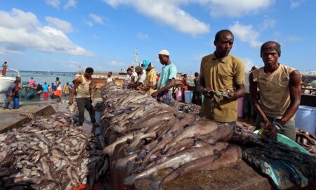 الصومال تراهن على المأكولات البحرية الصومالية بعد إلغاء الصين للرسوم الجمركية