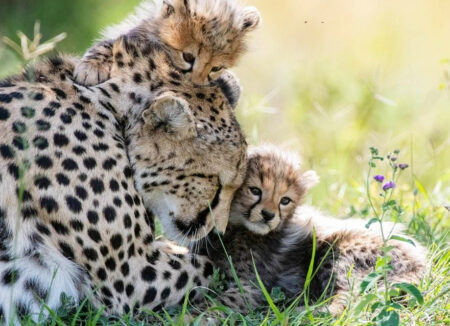 إنقاذ أشبال الفهود في أرض الصومال: أكبر مصادرة لحيوانات برية في 2025