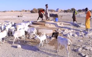 غلمدغ تحذر من آثار الجفاف