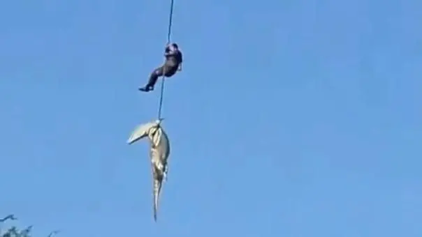 بقايا بشرية في أمعاء التمساح.. ما القصة؟