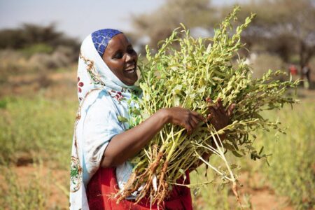 35 مليون دولار لتعزيز صادرات السمسم والأسماك في الصومال صادرات السمسم والأسماك في الصومال
