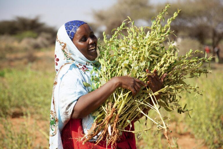 35 مليون دولار لتعزيز صادرات السمسم والأسماك في الصومال صادرات السمسم والأسماك في الصومال